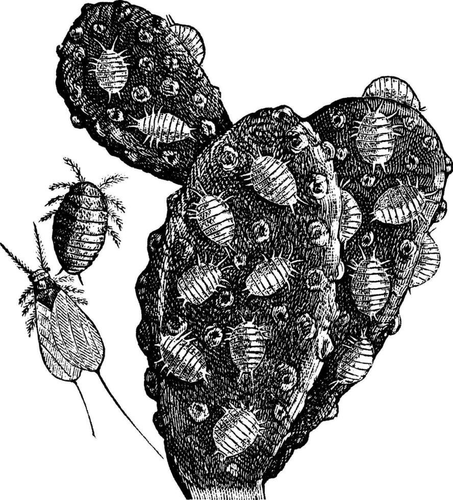 Mealybug oder Pseudococcidae Jahrgang Gravur vektor