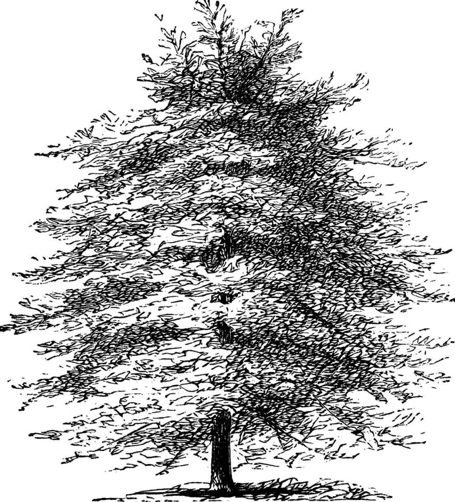 Italienisch Zypresse oder Cupressus sempervirens horizontalis, Jahrgang Gravur vektor