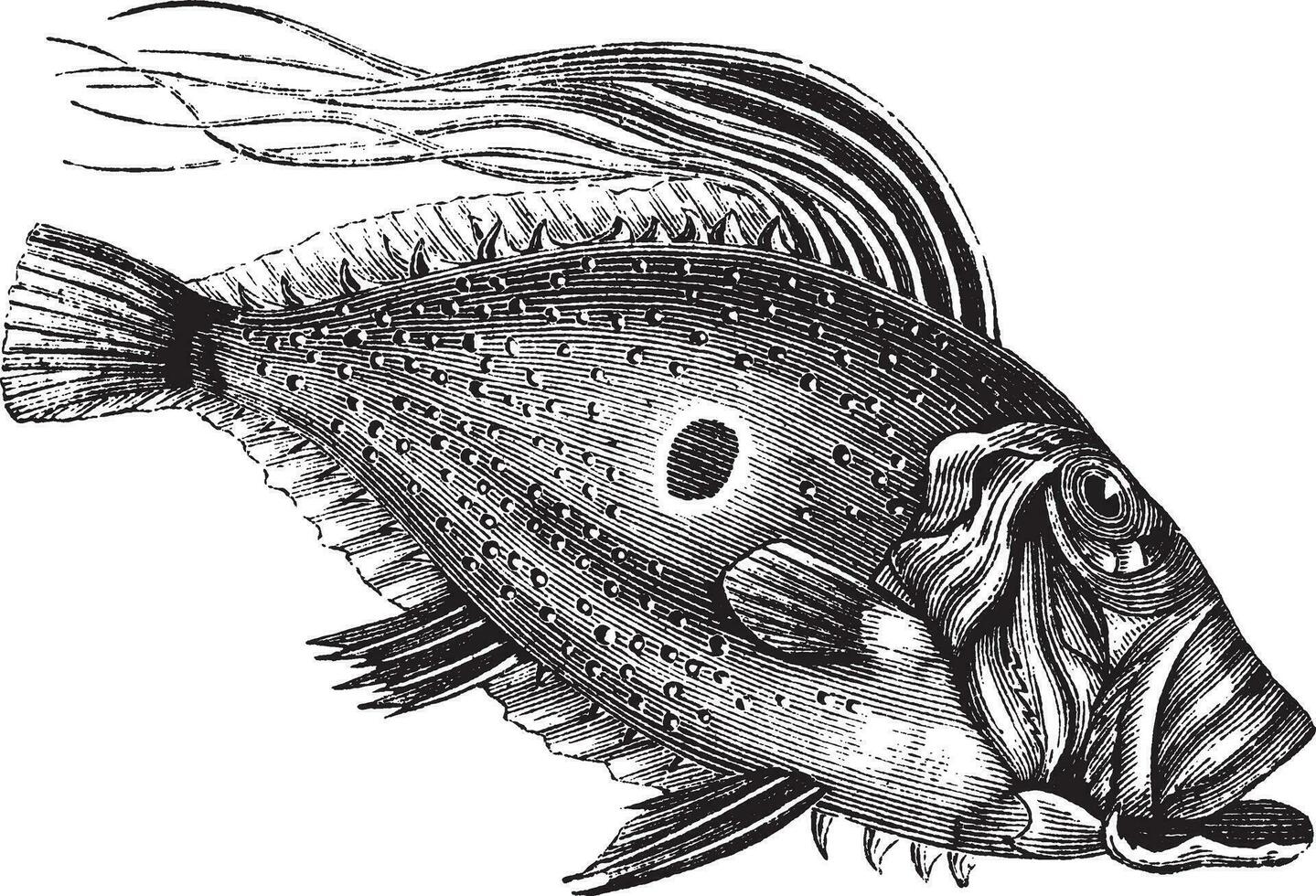 john dory eller helgon pierre fisk eller helgon Peter fisk eller zeus Faber, årgång gravyr vektor