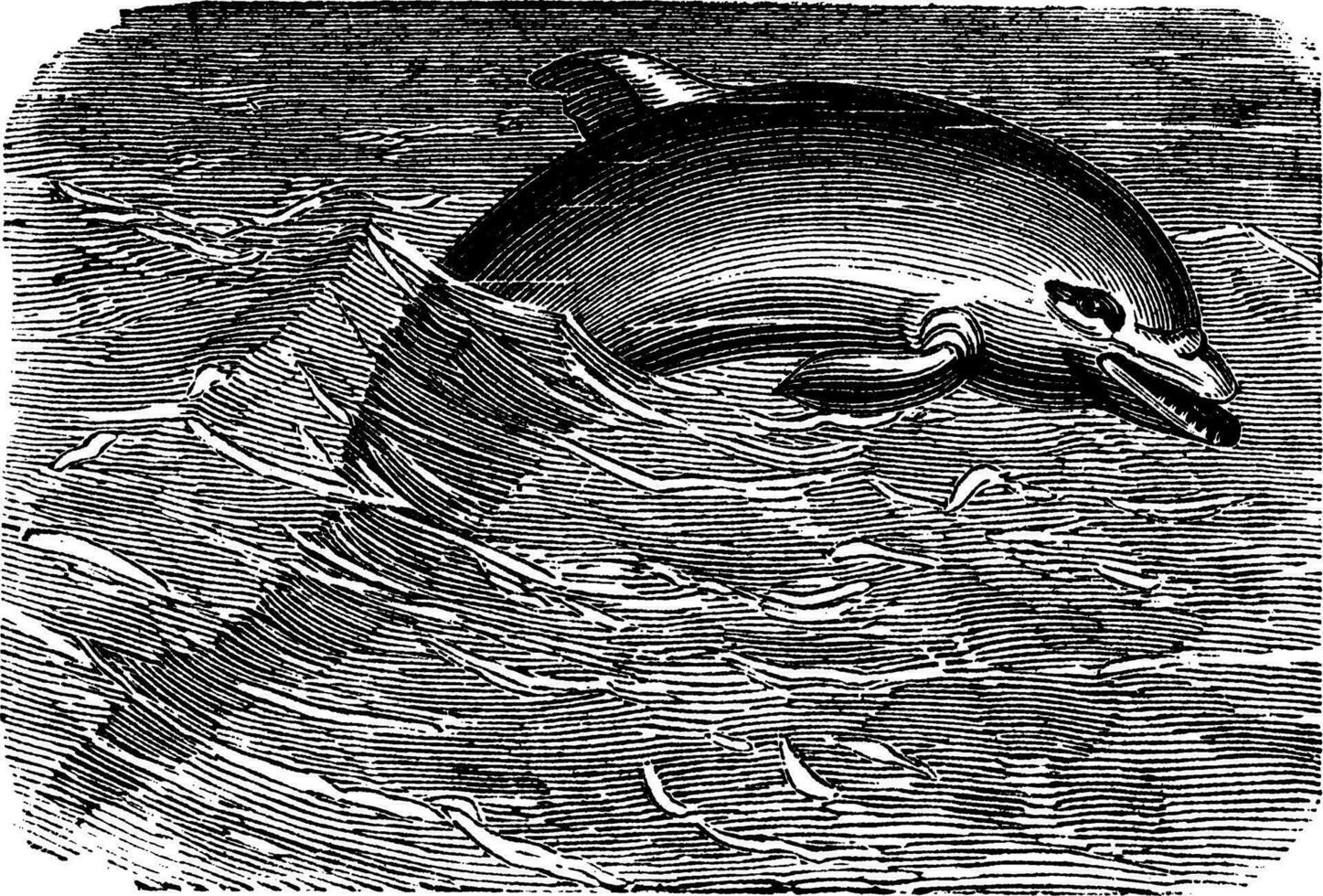 flasknos delfin eller tursiops truncatus eller tursiops aduncus, årgång gravyr vektor