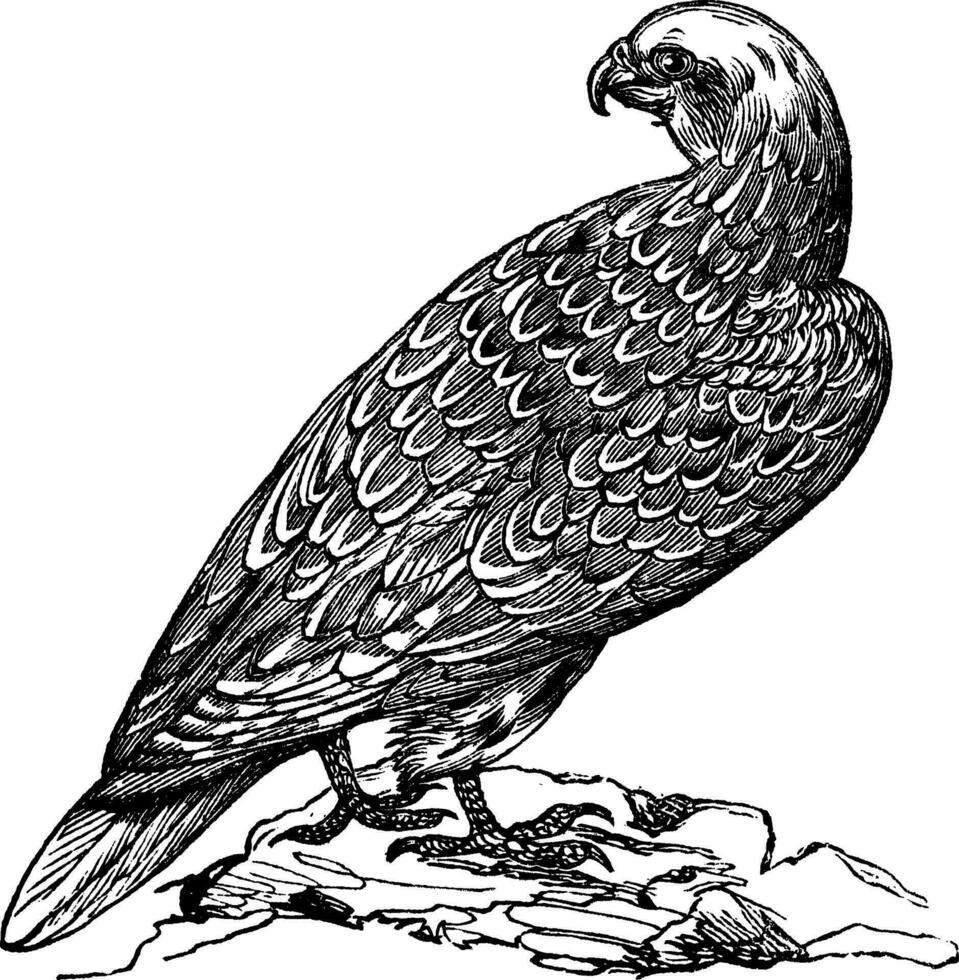Gyrfalcon oder Falco Rusticolus im Norwegen Jahrgang Gravur vektor