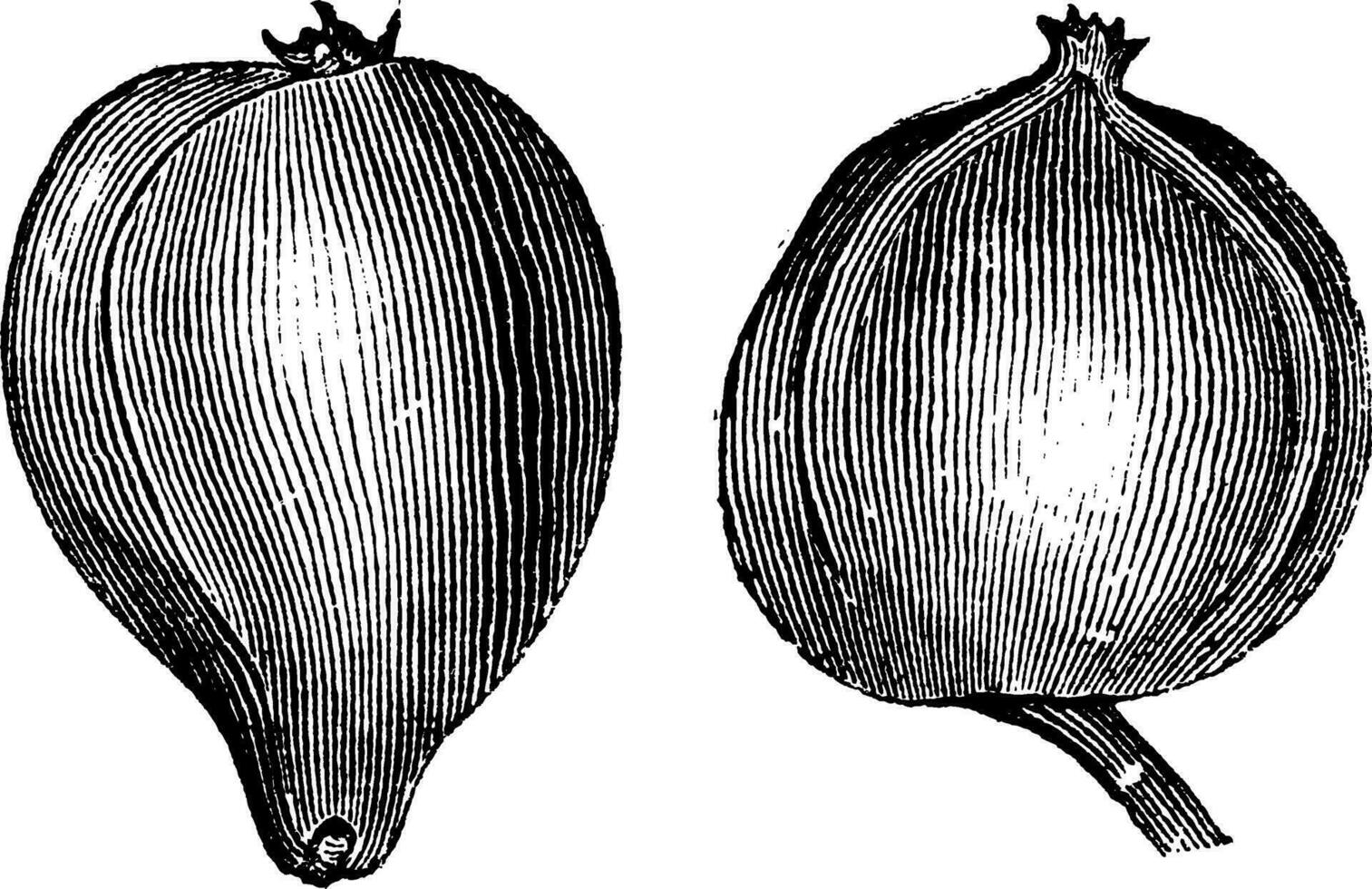 1- pignut hickory 2. bitternöt hickory årgång gravyr vektor