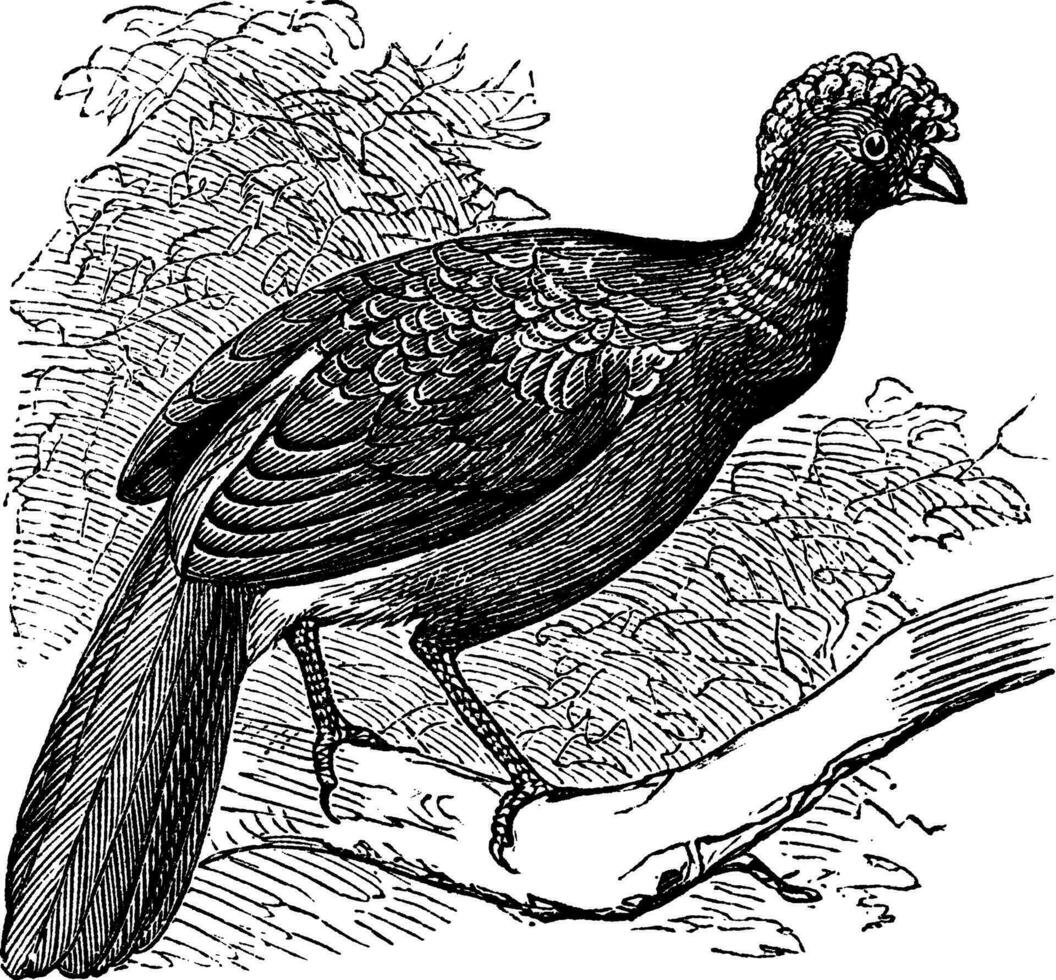 svart curassow eller crax alector årgång gravyr vektor