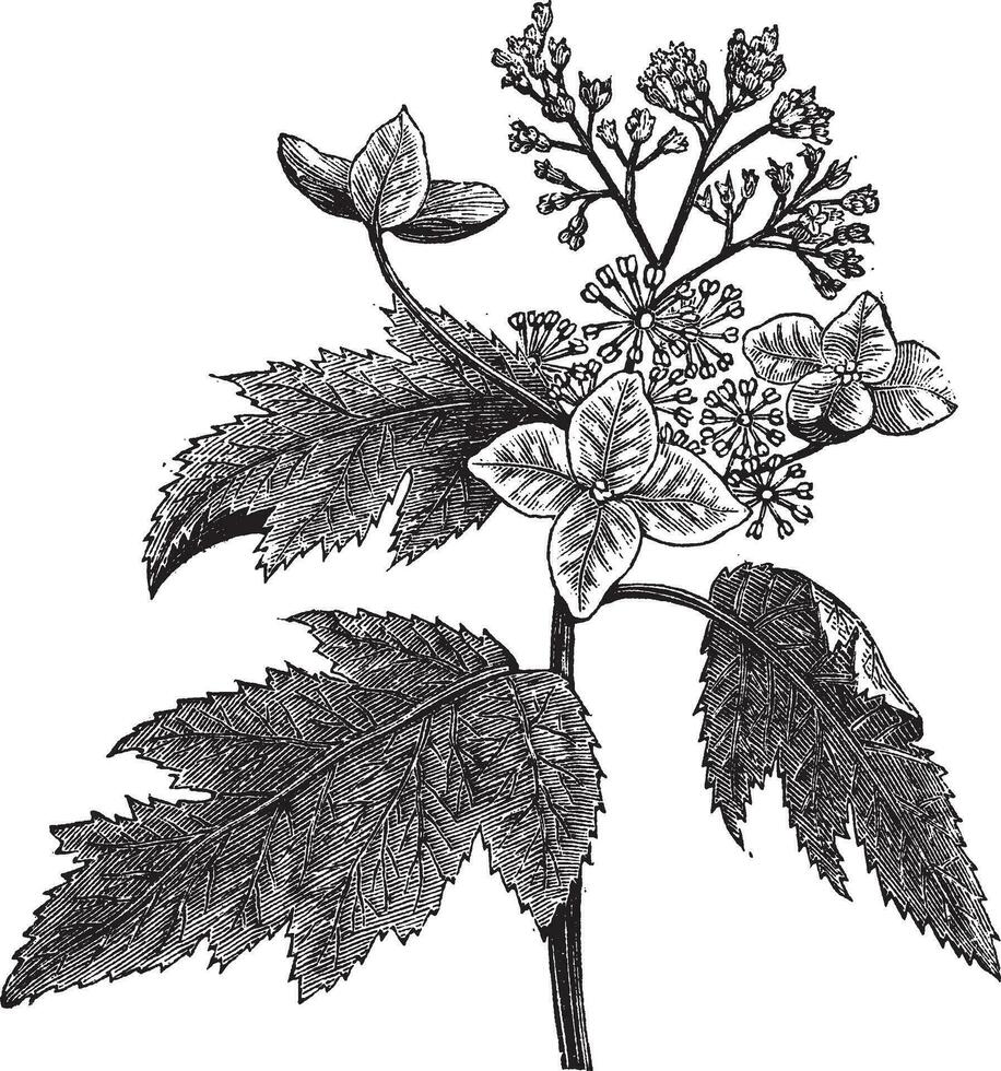 Eichenblatt Hortensie oder Hortensie Quercifolia Jahrgang Gravur vektor