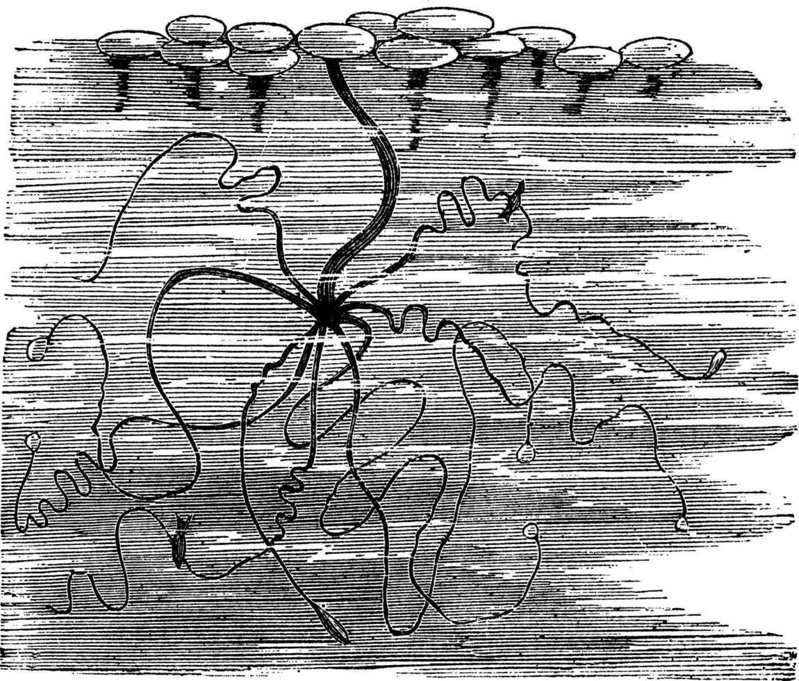 hydra viridis eller klorhydra viridis årgång gravyr vektor