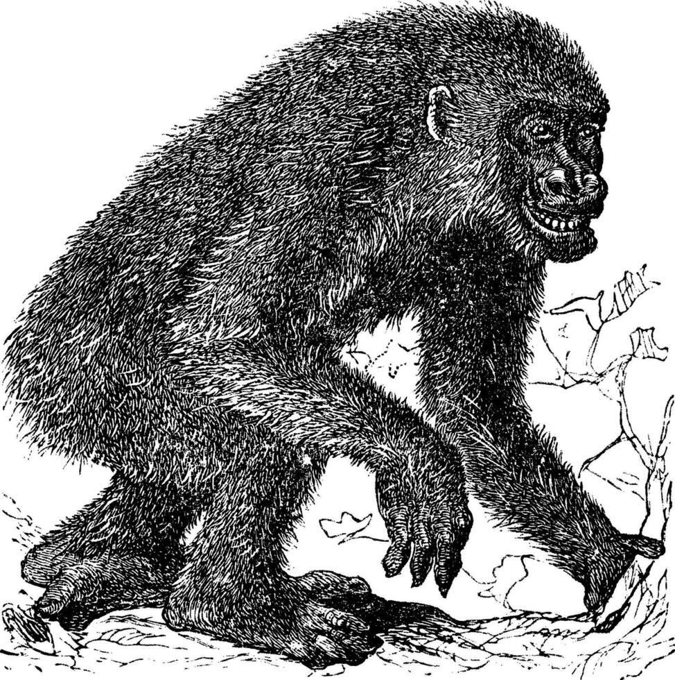 Gorilla Jahrgang Gravur vektor