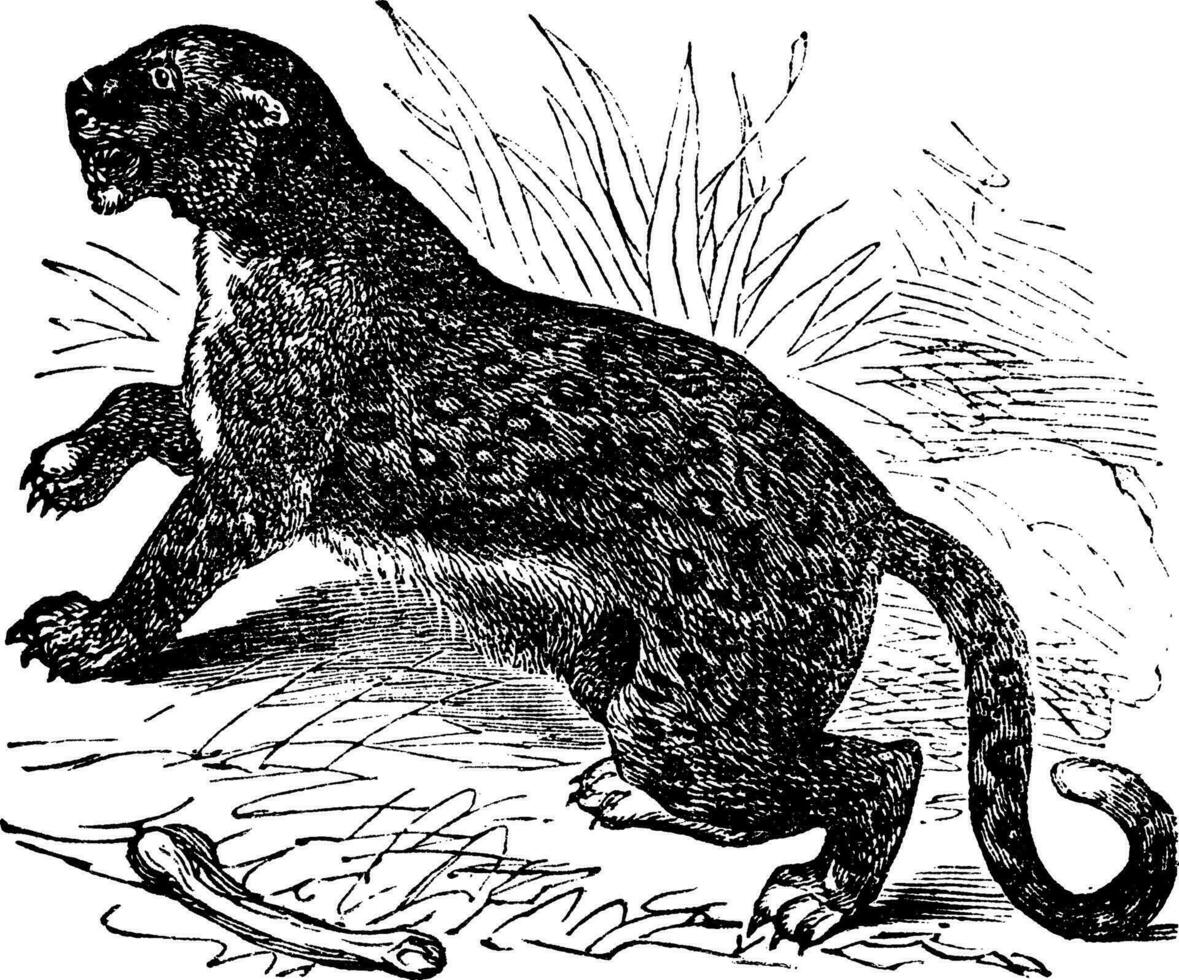 felis leopardus, årgång gravyr vektor