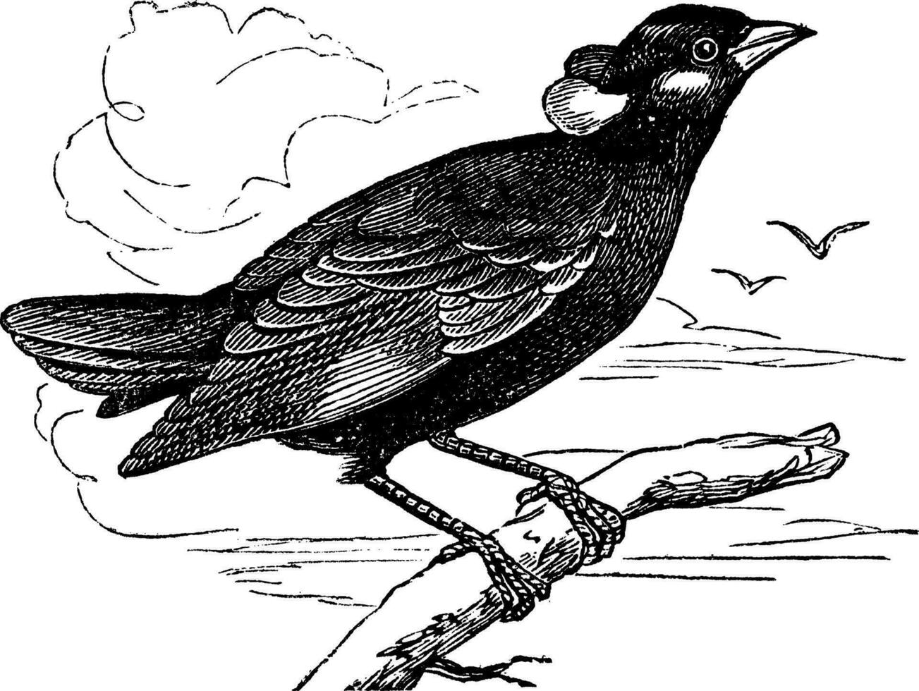 allmänning kulle myna eller gracula religiosa årgång gravyr vektor