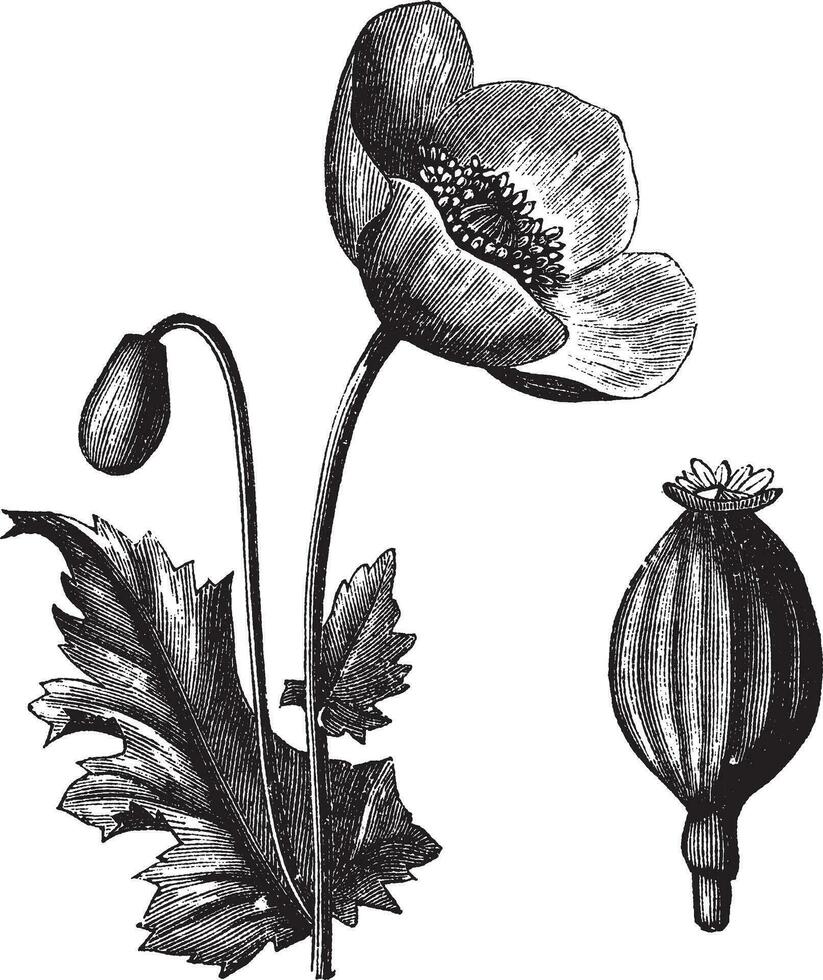 opium vallmo eller papaver somniferum, årgång gravyr vektor