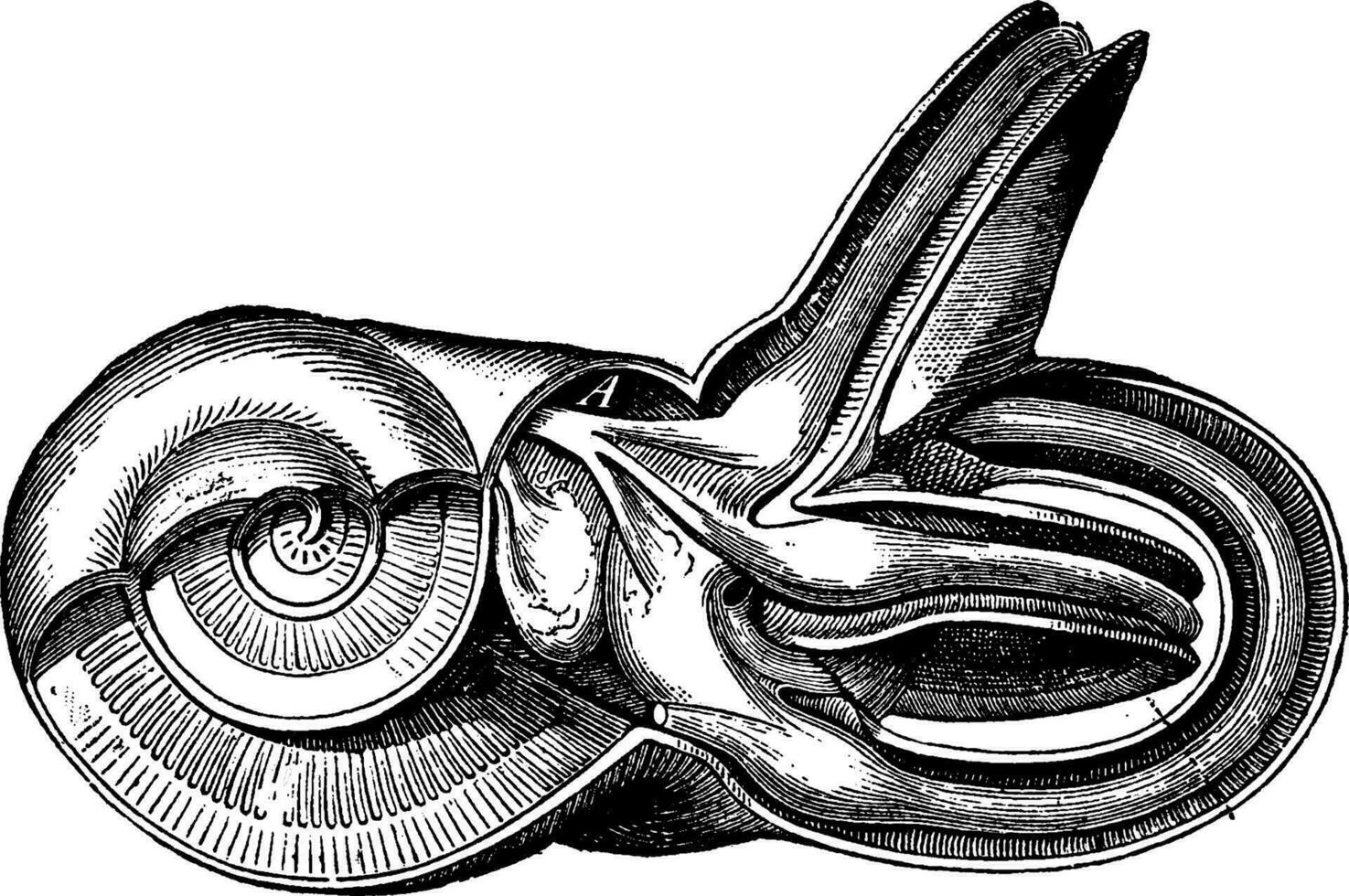 innere Ohr, Jahrgang graviert Illustration. la wetteifern dans la Natur, 1890. vektor