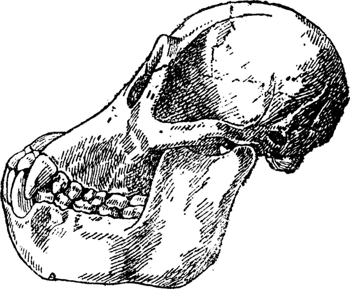 Schädel Erwachsene Orang-Utan, Jahrgang Gravur. vektor