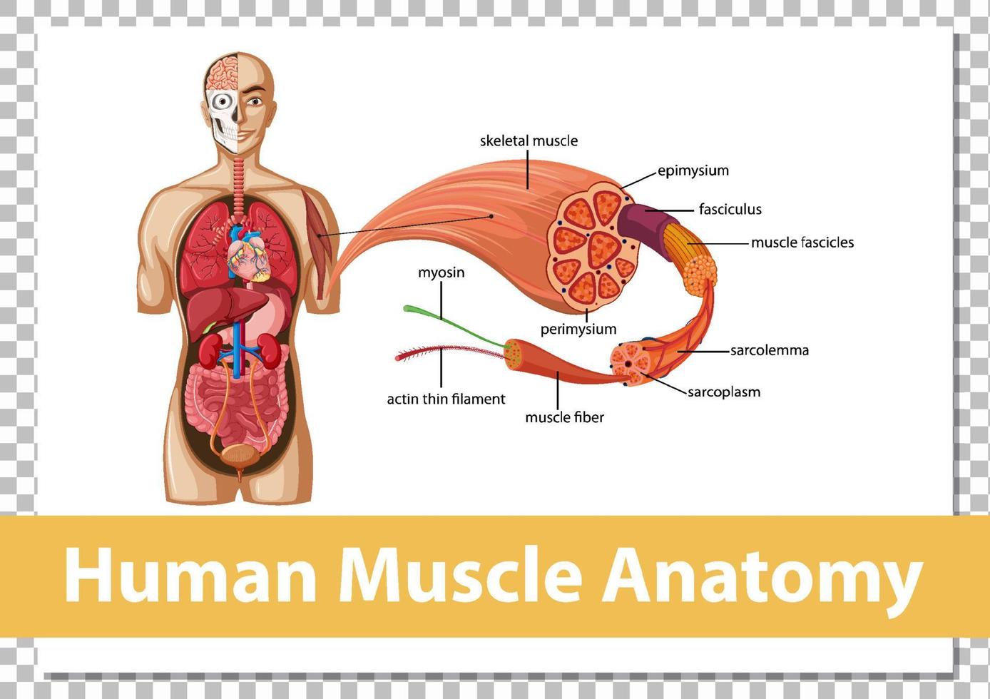 menschliche Muskelanatomie mit Körperanatomie vektor