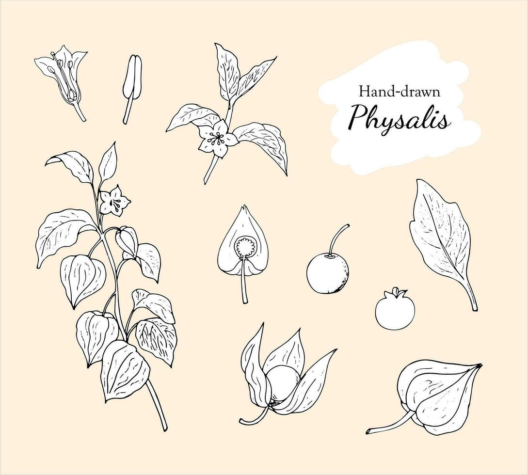 Sammlung von handgemalt Physalis, Anlage, Frucht, Blatt, Beere, Staubblatt, und Stempel. botanisch Vektor Illustration isoliert auf Weiß Hintergrund.