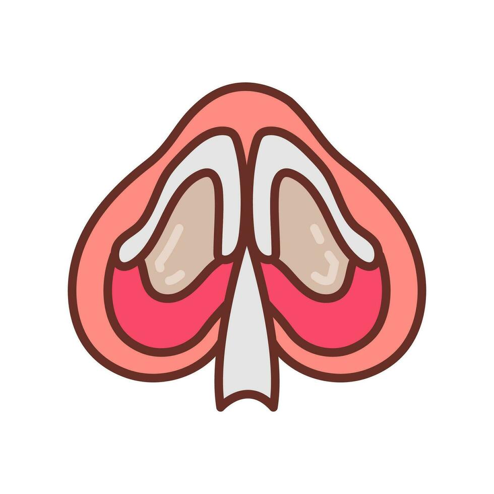 Nasal- Septum Symbol im Vektor. Logo vektor