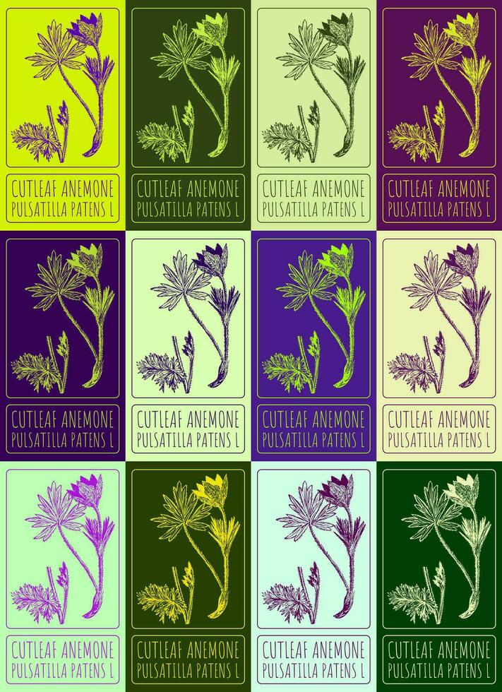uppsättning av vektor teckning av snittblad anemon i olika färger. hand dragen illustration. latin namn pulsatilla patenterar l.