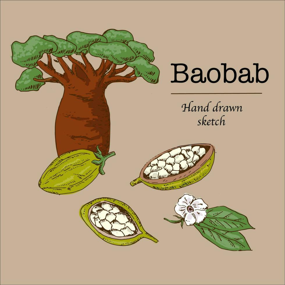 Baobab Karikatur Hand gezeichnet skizzieren Hintergrund vektor