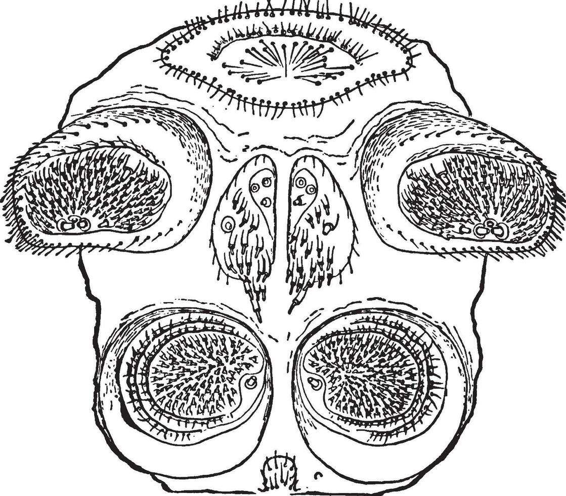 Spinndüsen, Jahrgang Illustration. vektor