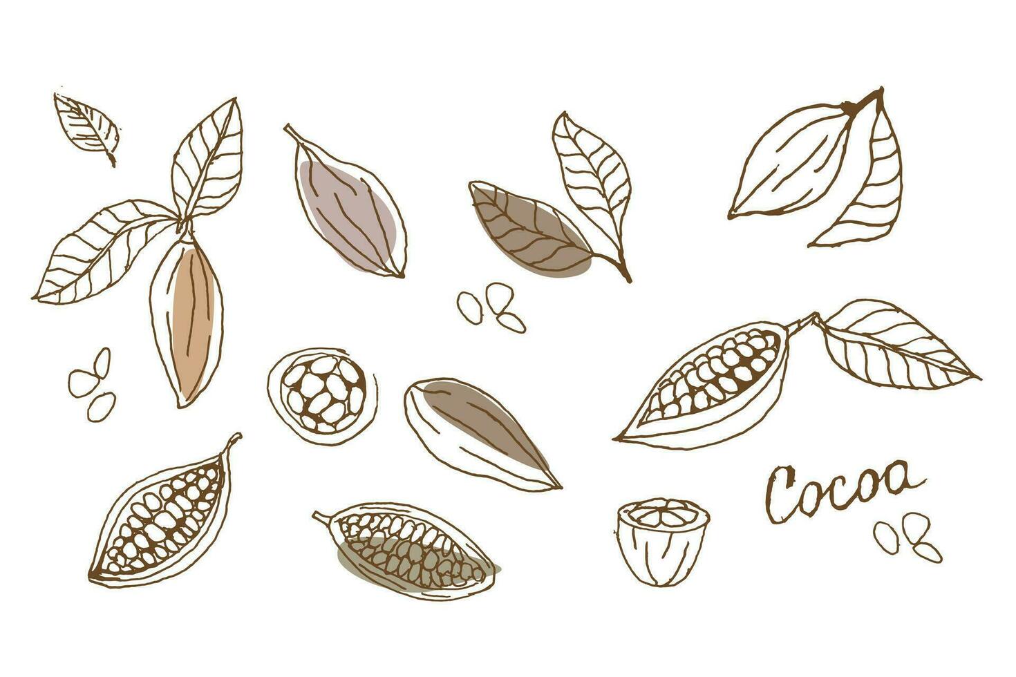 översikt kakao bönor, löv på vit bakgrund vektor