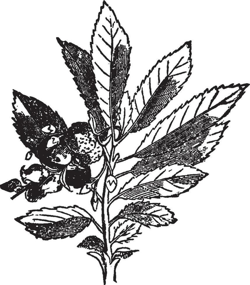 majsblomma årgång illustration. vektor