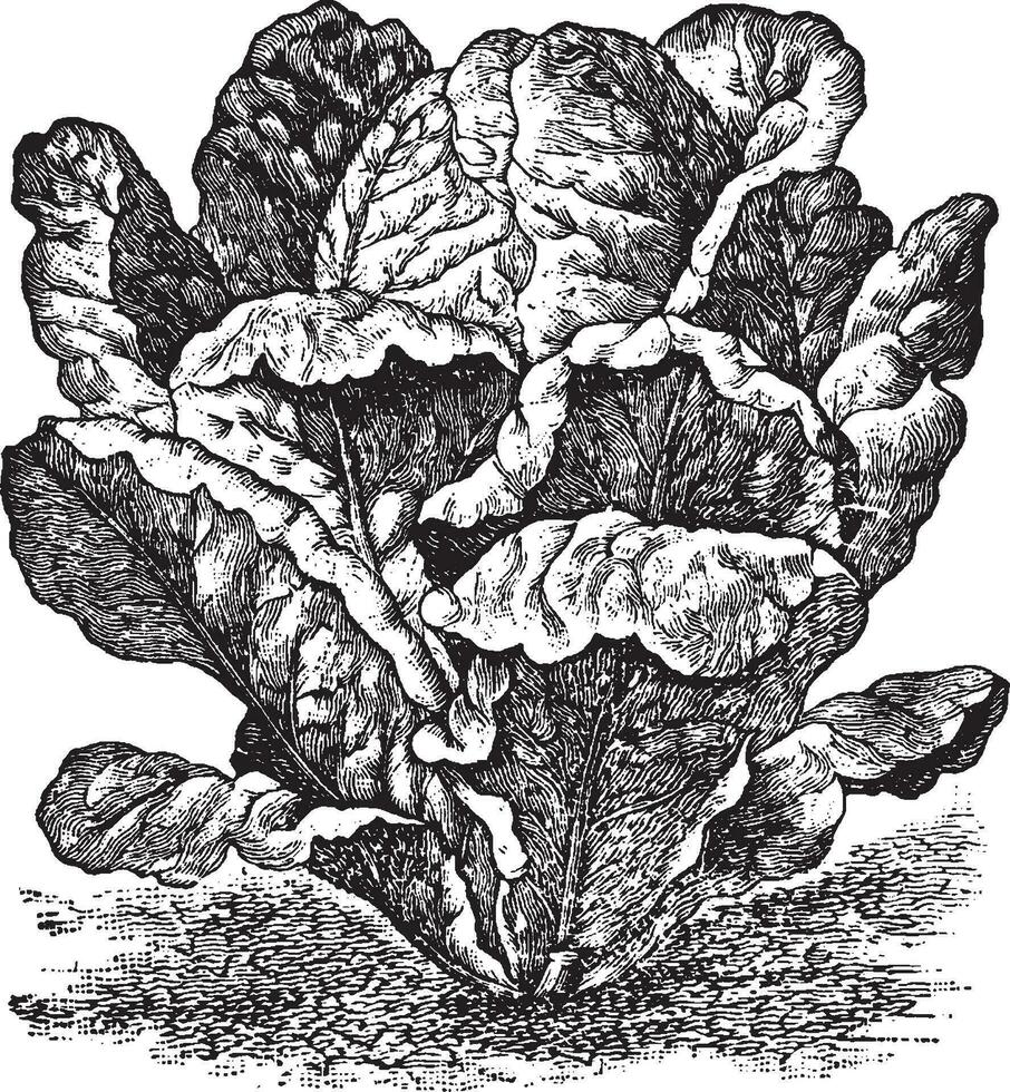 romain Grüner Salat Jahrgang Illustration. vektor