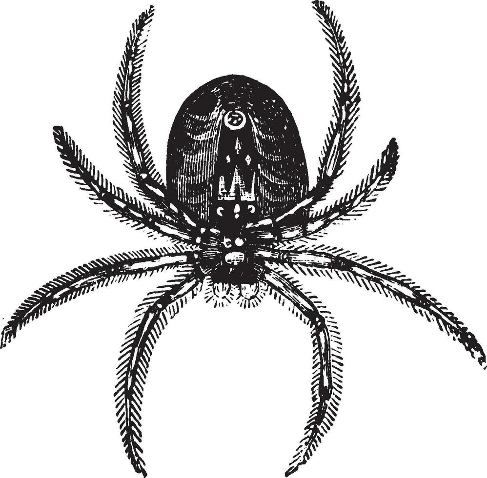 Spinne, Vintage-Illustration. vektor