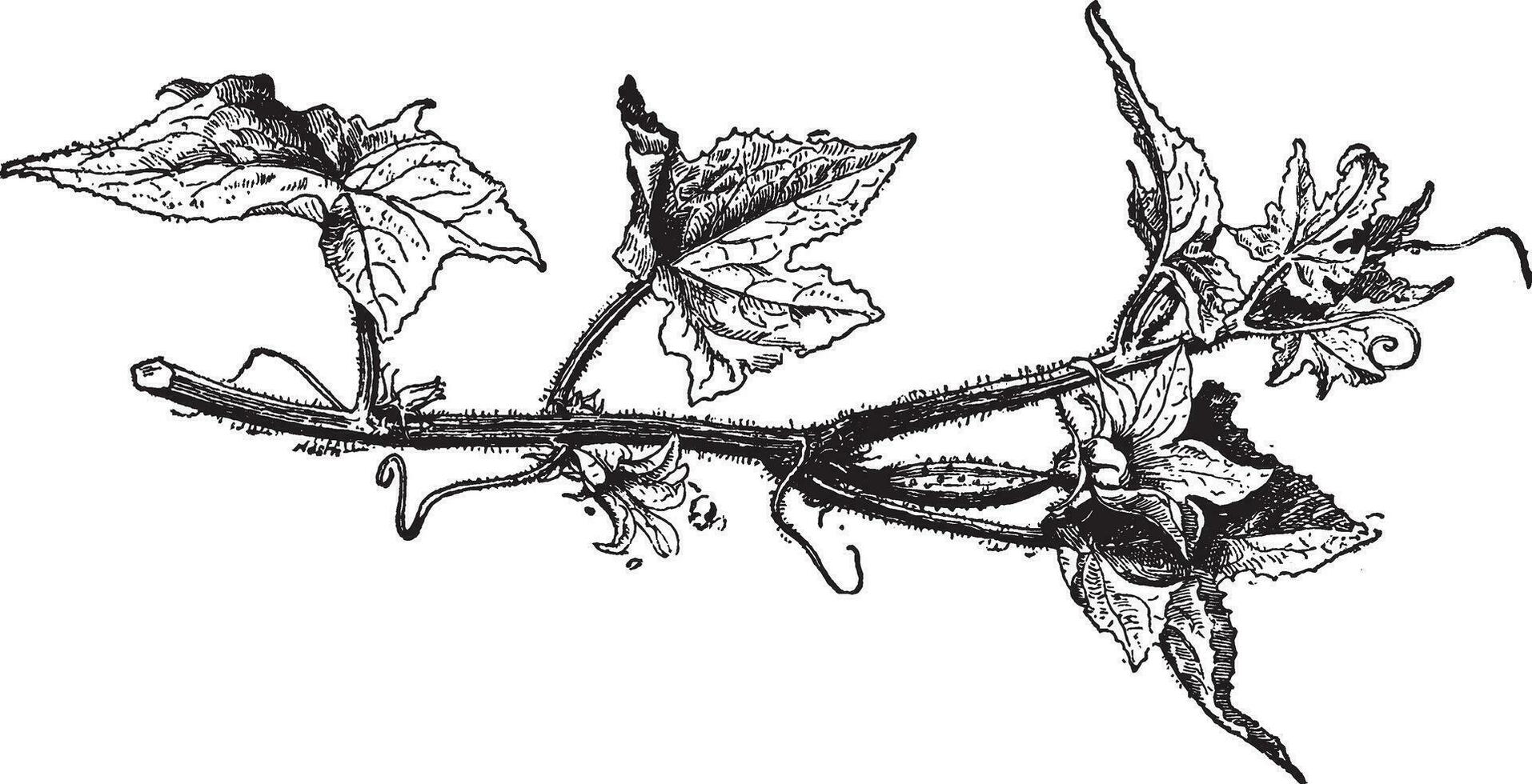 cucumis sativus årgång illustration. vektor