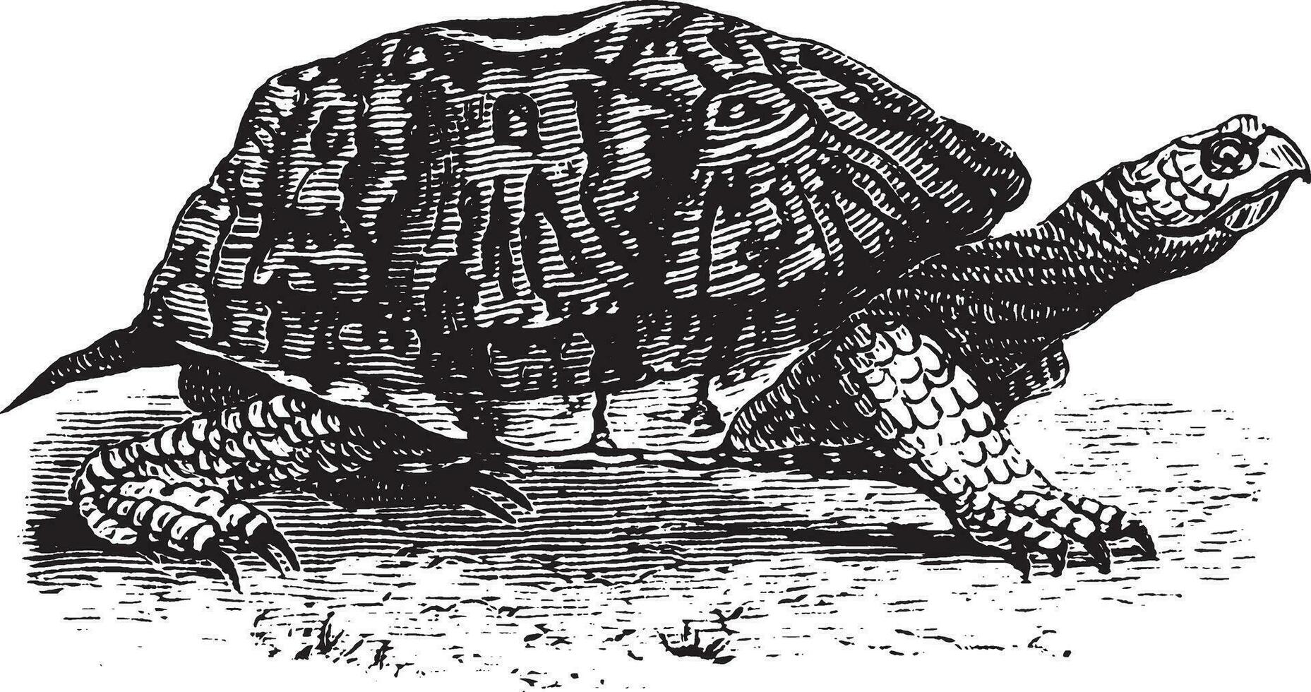 Box Schildkröte, Jahrgang Illustration. vektor