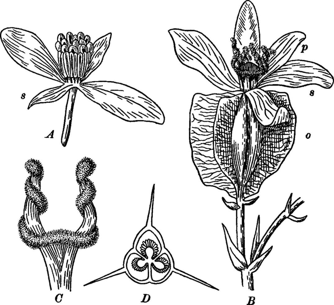 begonia årgång illustration. vektor