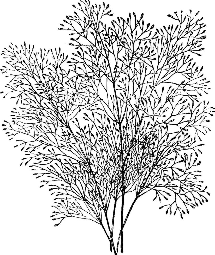 Agrostis nebulosa Gras Jahrgang Illustration. vektor