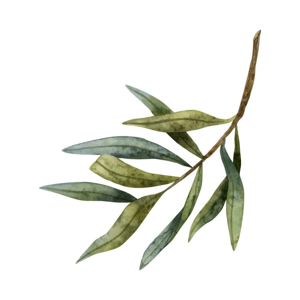 oliv träd gren för fred vattenfärg vektor illustration. hand dragen botanisk ClipArt för vår och sommar natur design