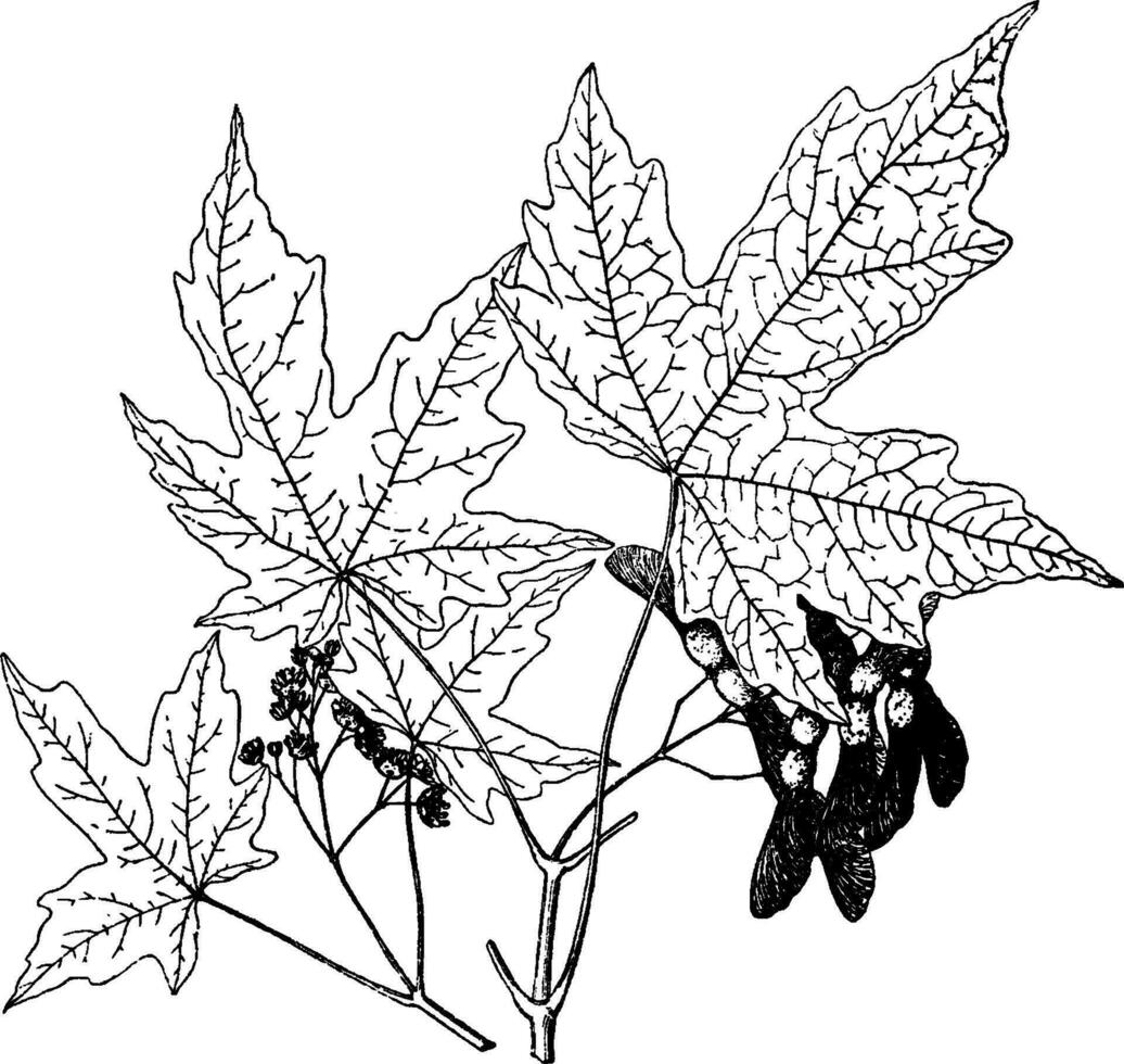 acer miyabei årgång illustration. vektor