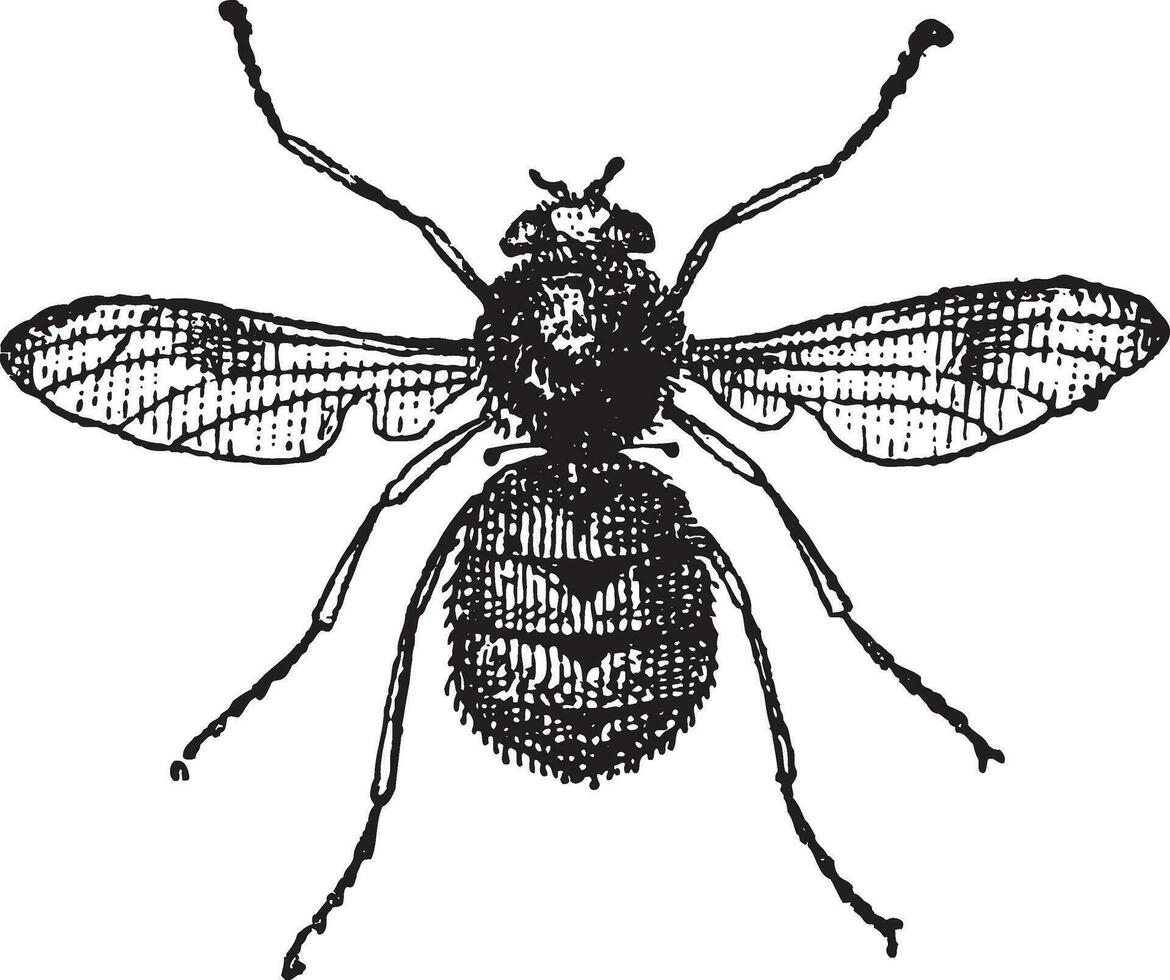 Botfly oder Östridae, Jahrgang Gravur vektor