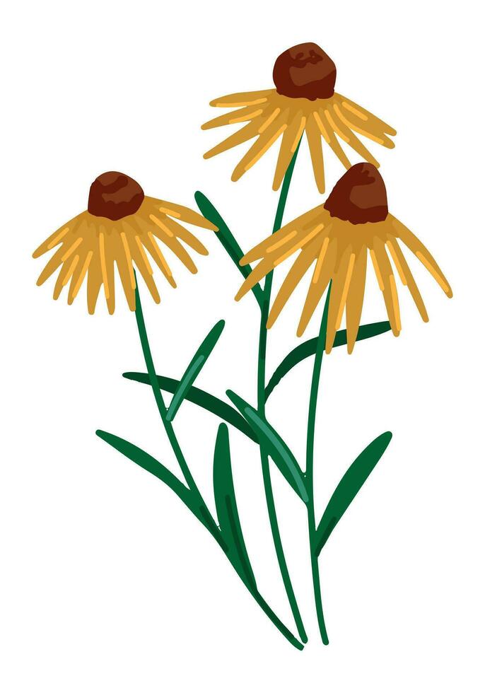 Sonnenhut Clip Art. Sommer- Wildblume Gekritzel. Karikatur Vektor Botanik Illustration. zeitgenössisch Stil Zeichnung isoliert auf Weiß.