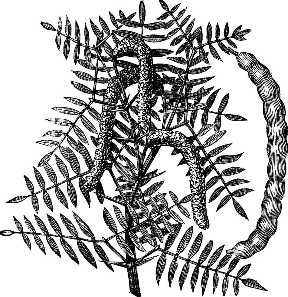 mesquite prosopis glandulosa eller honung mesquite, årgång gravyr. vektor