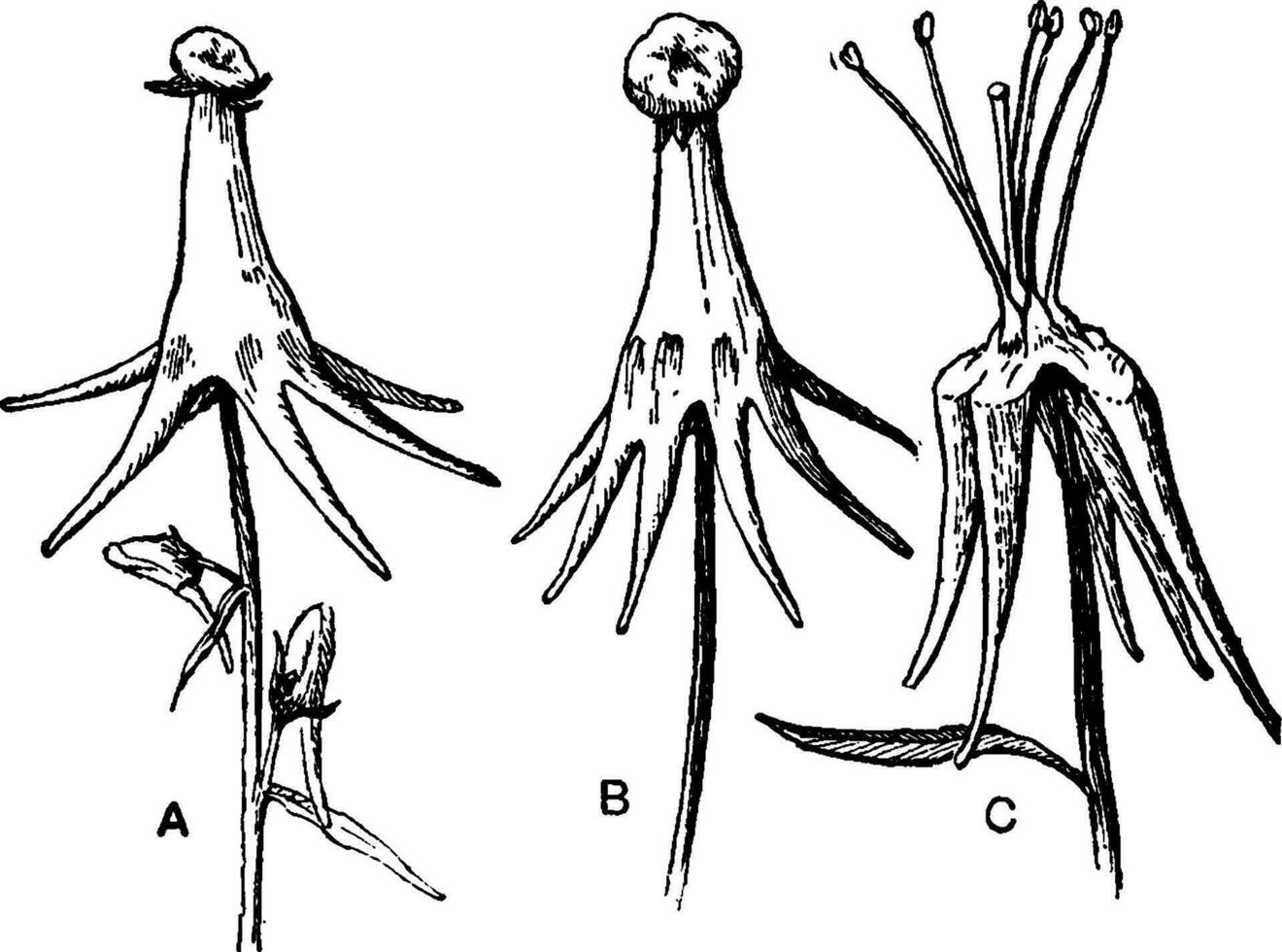 Kröte, Flachs, Linaria, gemein, fünf, Sporen, Pelorien, Blume, normal, eins, angespornt, Knospen, gezeigt Jahrgang Illustration. vektor