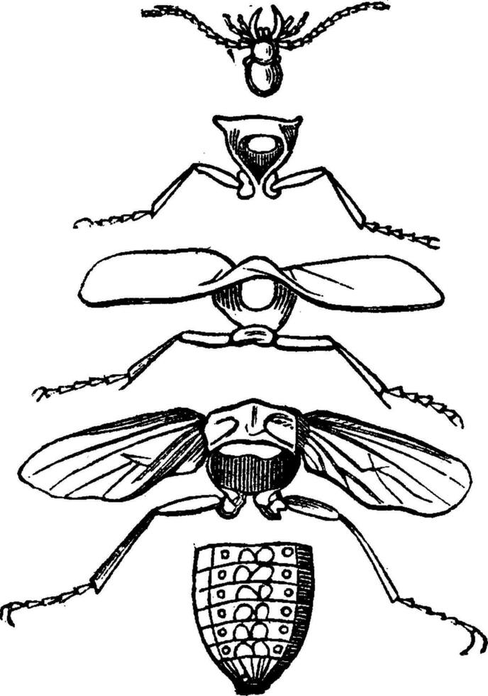 kropp delar av ett insekt, årgång gravyr. vektor