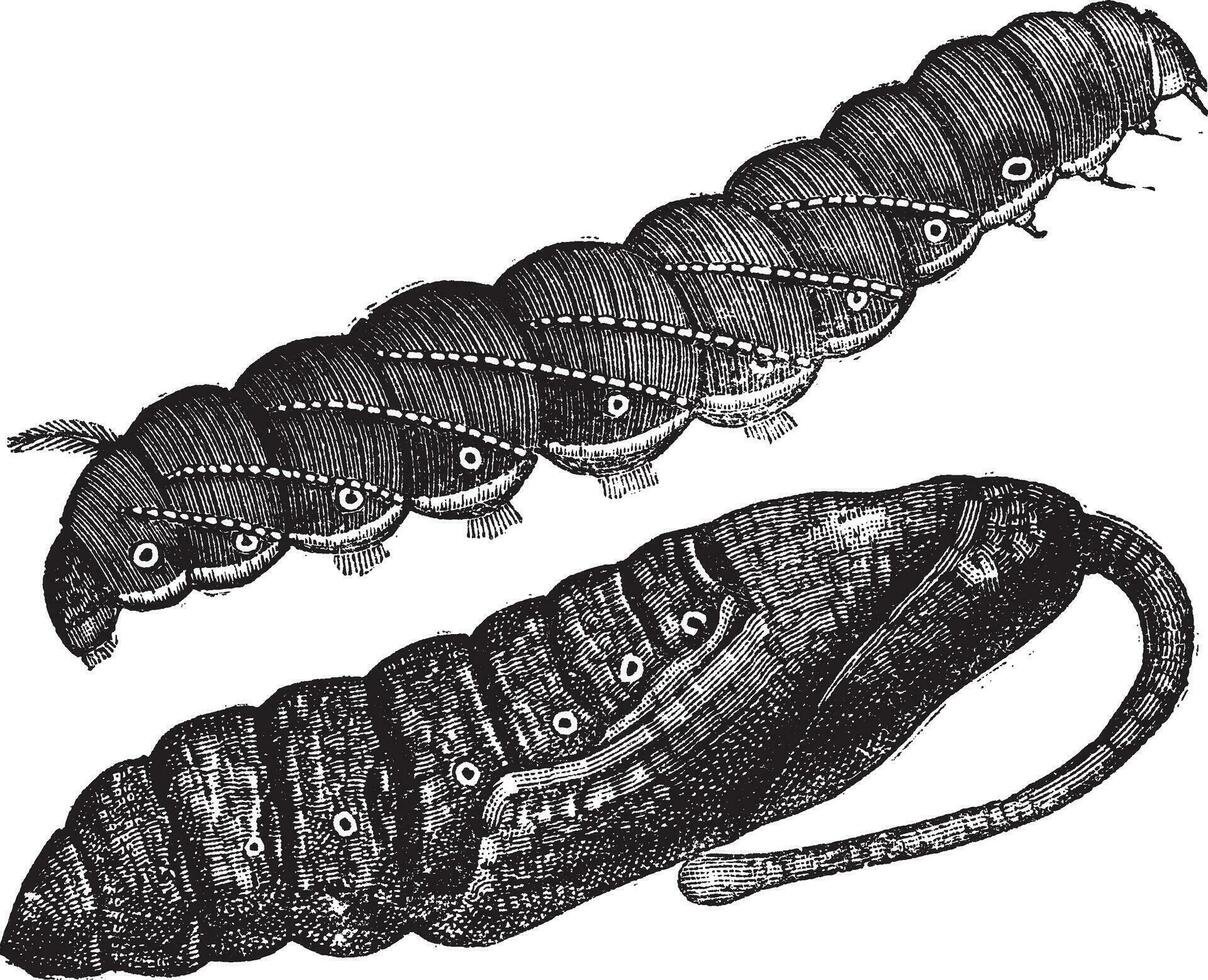 larv och puppa av sfinx quinquemaculatus årgång gravyr vektor