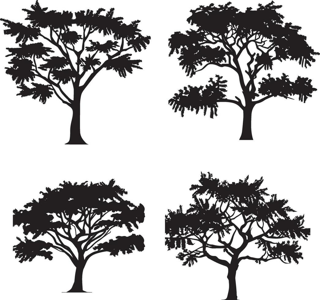 babul akacia träd vektor silhuett illustration