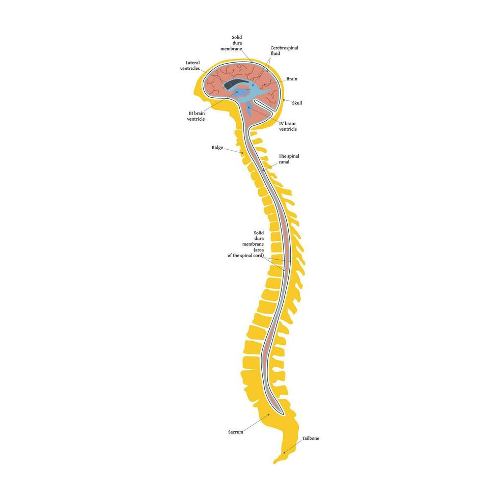 spinal sladd och hjärna. kraniosakral systemet. de förbindelse av de skalle och korsben i alternativ medicin. vektor illustration isolerat på en vit bakgrund