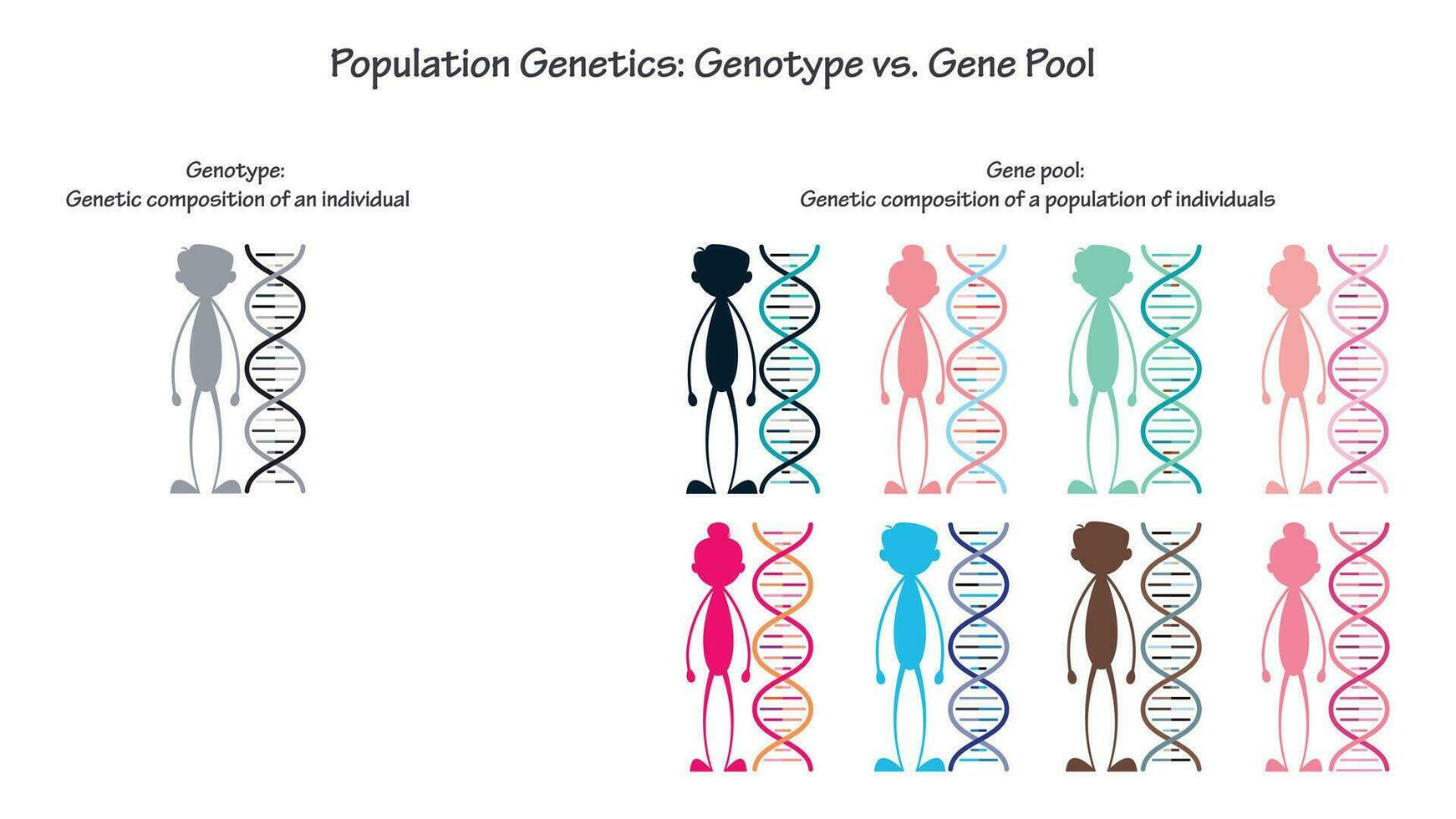 befolkning genetik genotyp mot gen slå samman vektor infographic