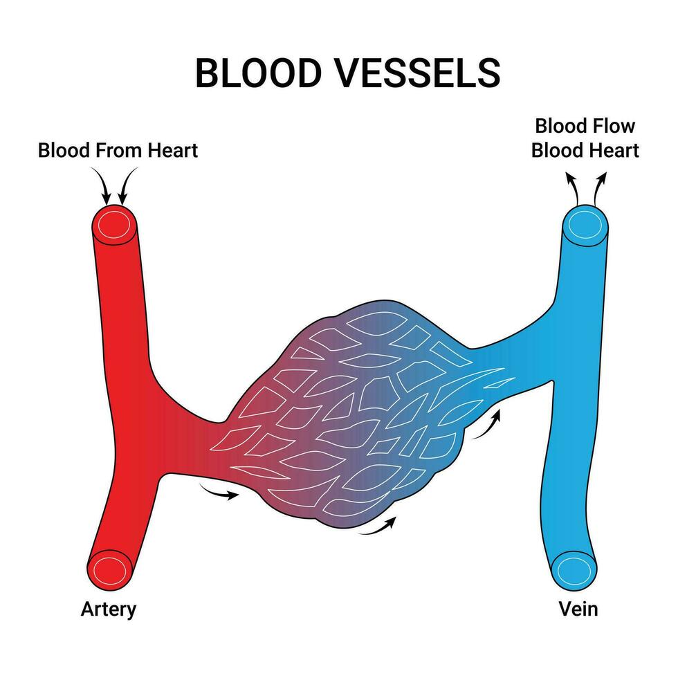 blod fartyg vetenskap design vektor illustration diagram