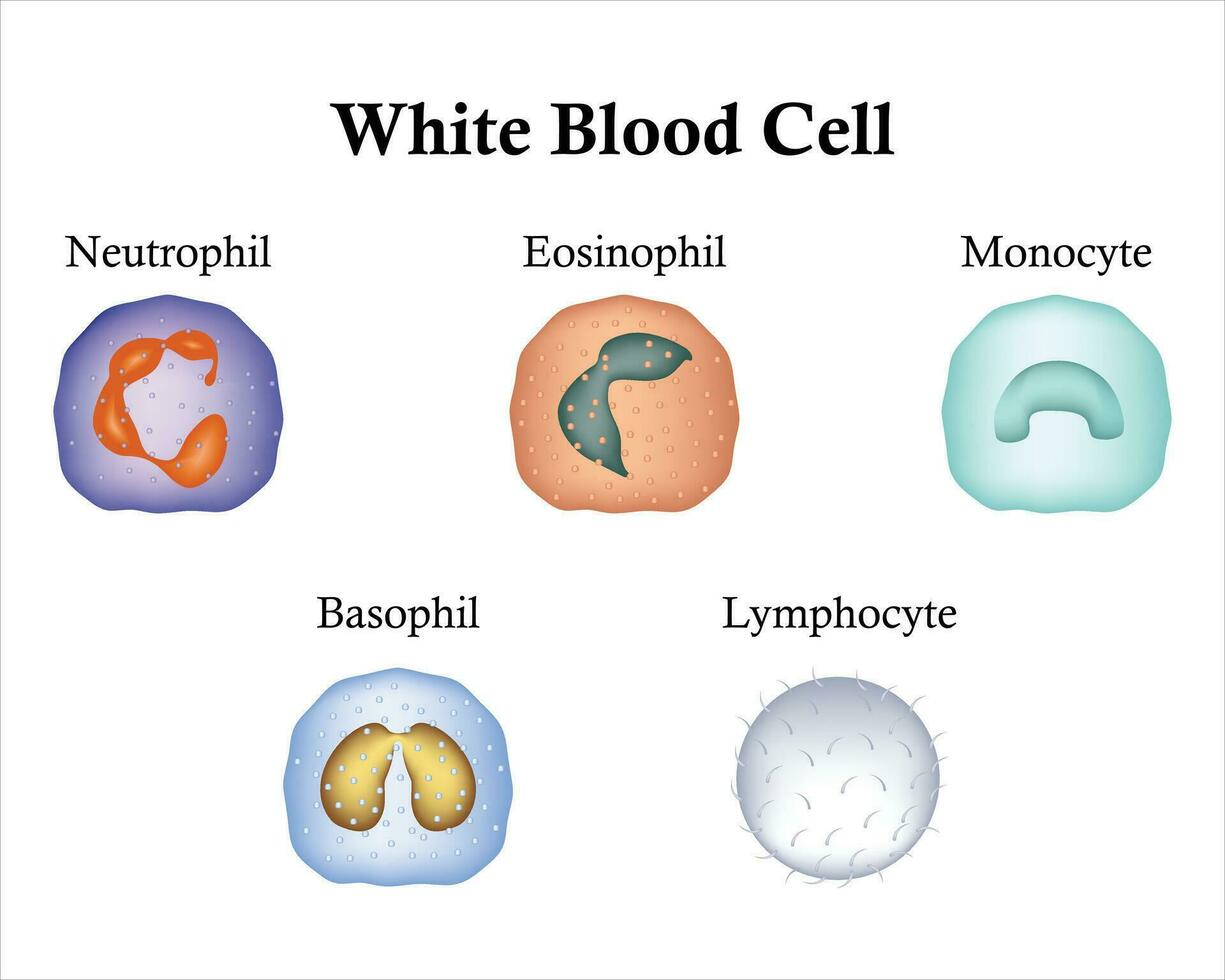 vit blod cell vetenskap design vektor illustration