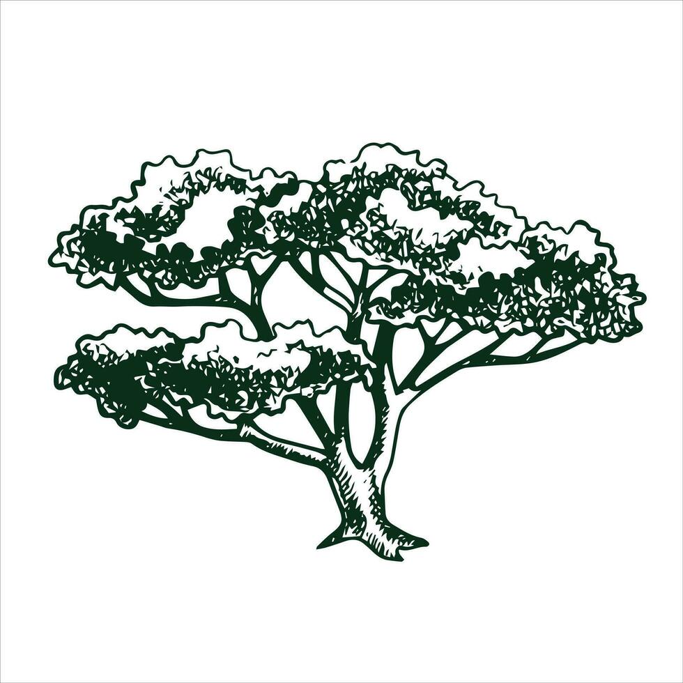 vektor teckning av en träd i gravyr stil. årgång träd illustration, svart och vit skiss