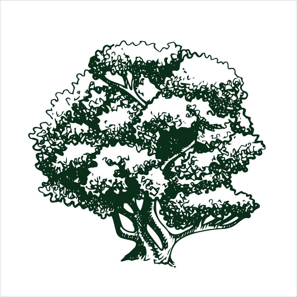 Vektor Zeichnung von ein Baum im Gravur Stil. Jahrgang Baum Illustration, schwarz und Weiß skizzieren