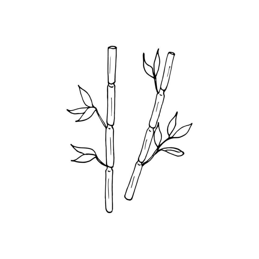 ritad för hand illustration av bambu stjälkar och löv. bambu pinnar och löv. asiatisk växt stjälkar med lövverk isolerat på en vit bakgrund för naturlig design. botanisk linje konst illustration. vektor