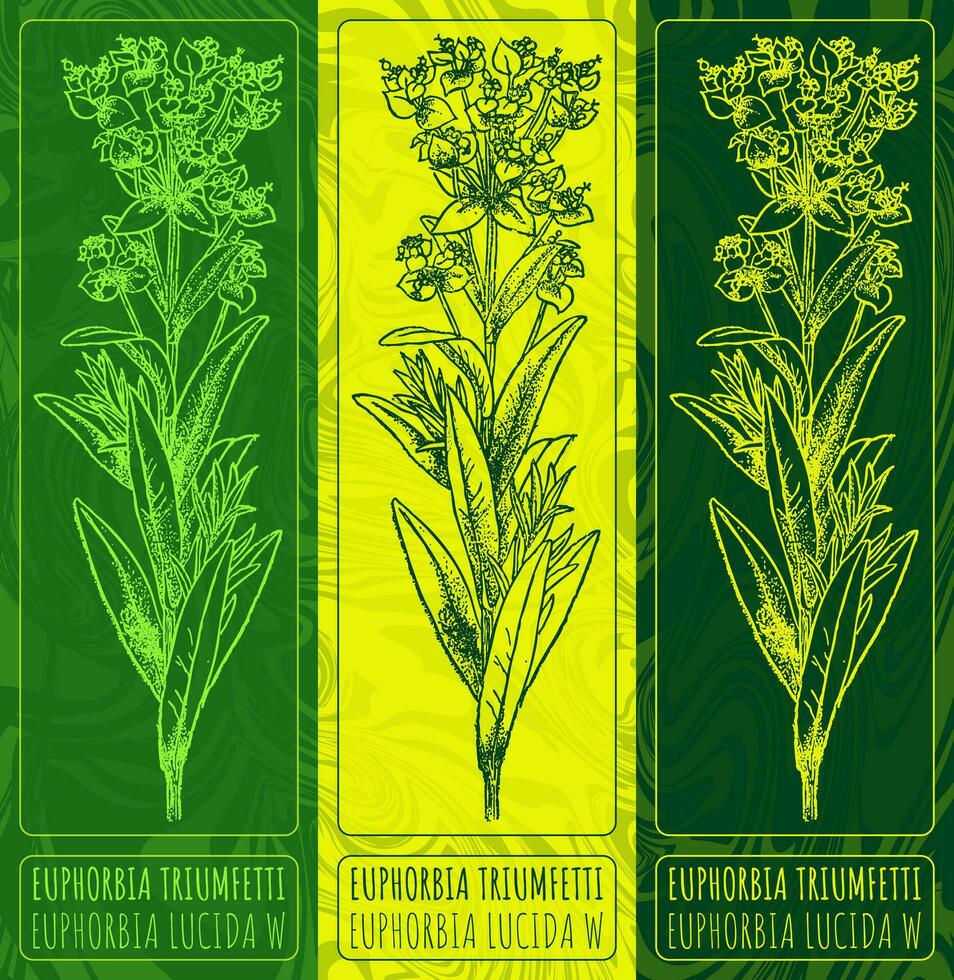 vektor ritningar euphorbia triumfetti. hand dragen illustration. latin namn euphorbia lucida waldst.