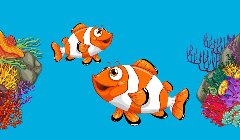 Två clownfish simma i havet vektor