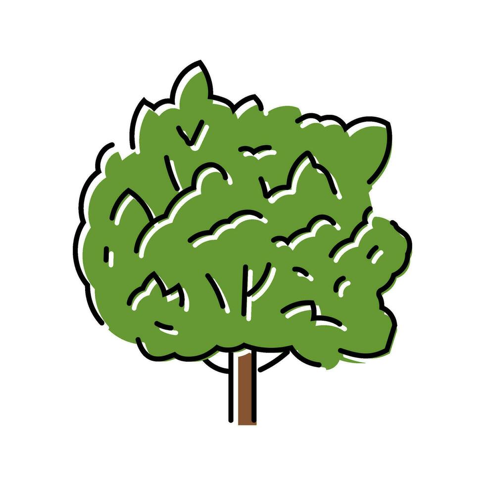 Macadamia Baum Urwald Amazonas Farbe Symbol Vektor Illustration