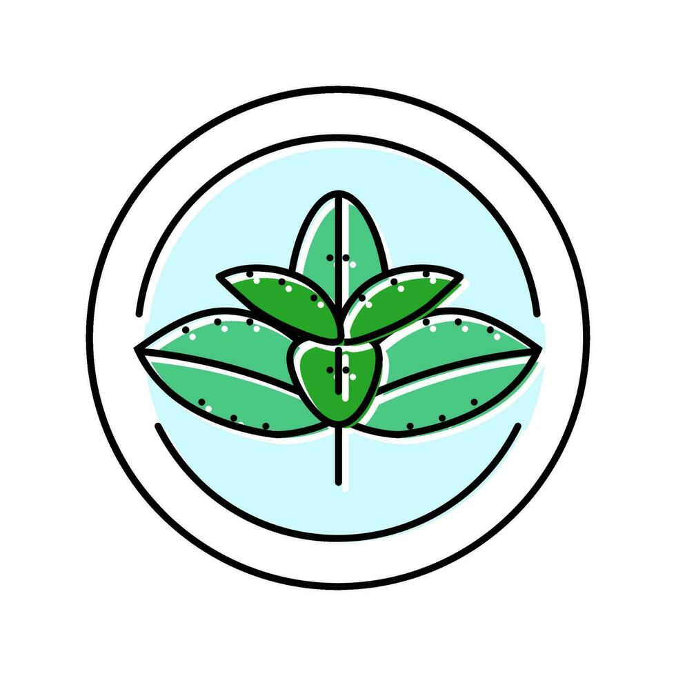 mynta kosmetisk växt Färg ikon vektor illustration