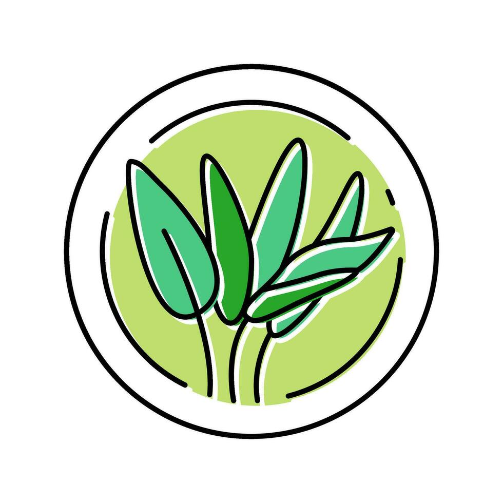 Salbei kosmetisch Pflanze Farbe Symbol Vektor Illustration